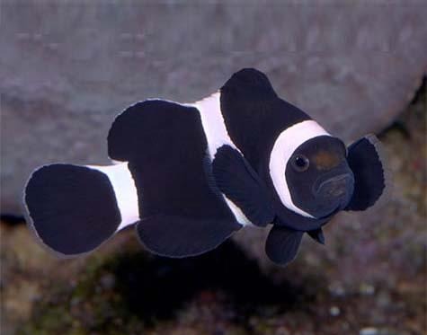 Amphiprion Ocellaris Darwin | Criados en España | Safe Reef