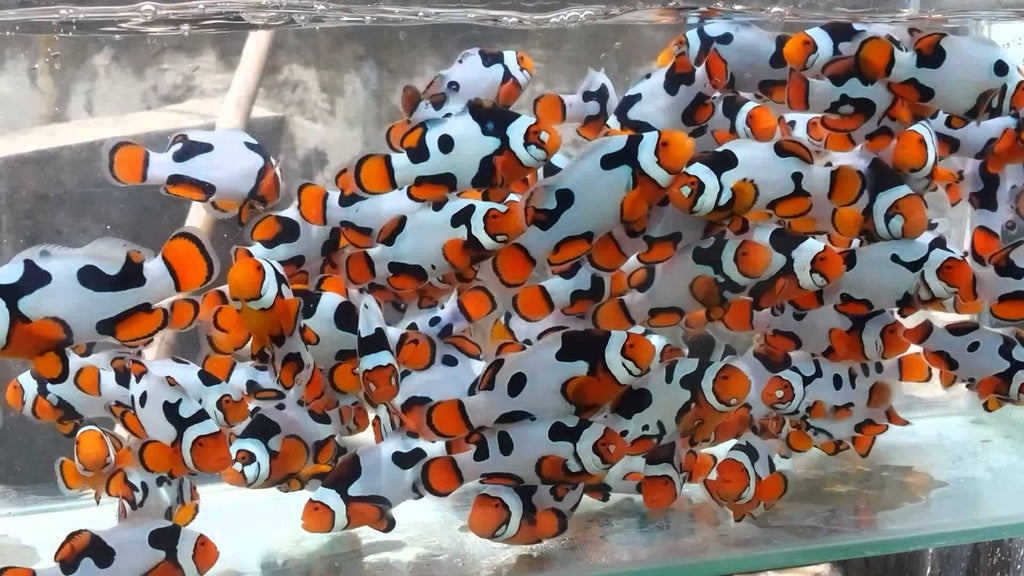 Pez Payaso Amphiprion percula Picasso | Criados en España | Safe Reef