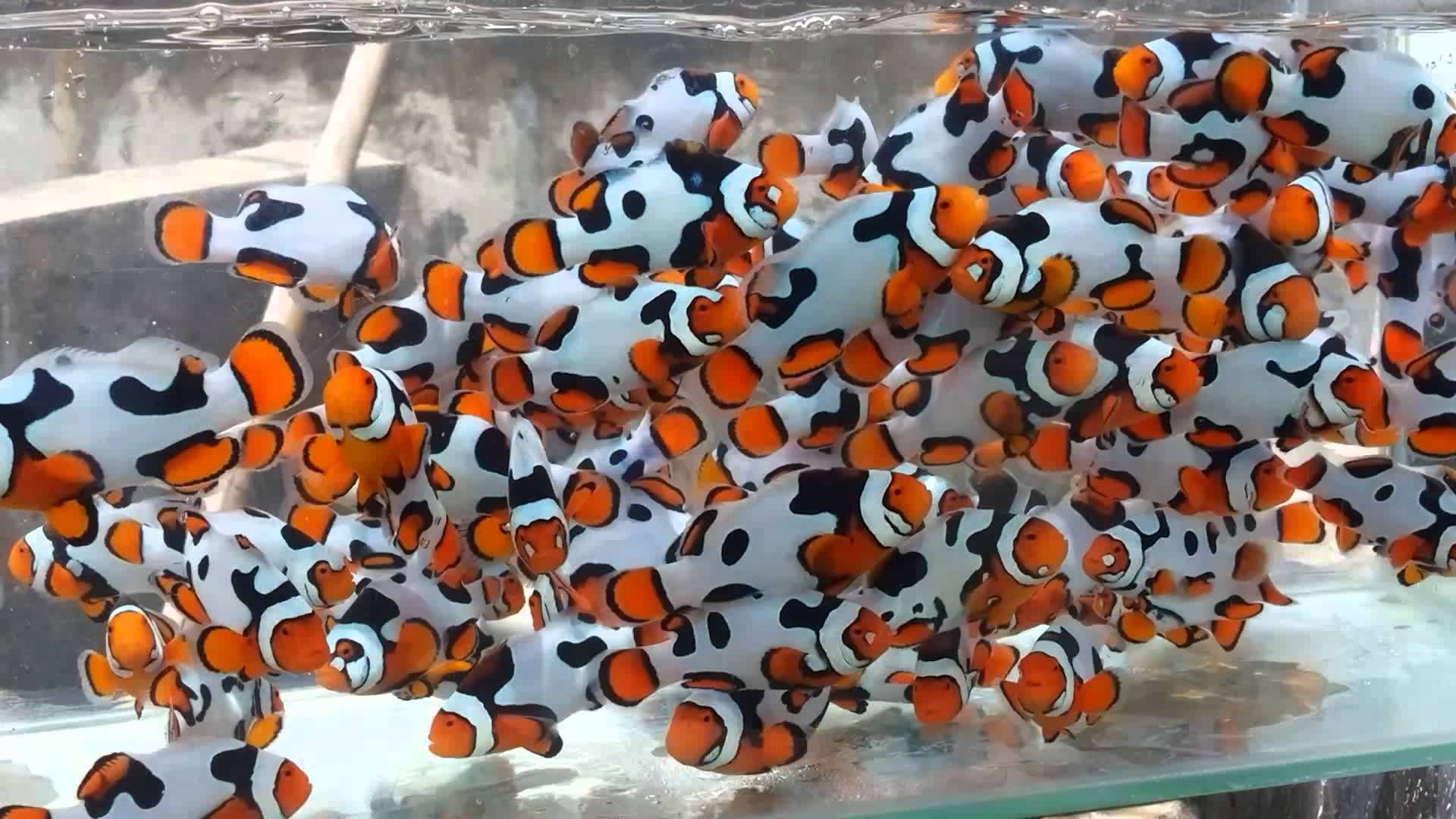 Pez Payaso Amphiprion percula Picasso | Criados en España | Safe Reef