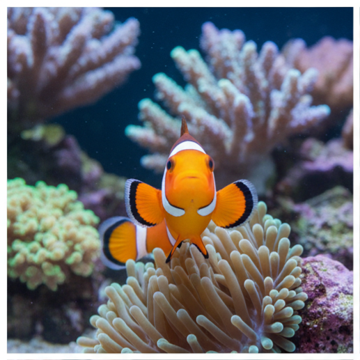 Pez Payaso Ocellaris Común | Criado en España | Reef Safe