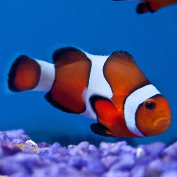 Pez Payaso Percula Común (Amphiprion percula)| Criado en España | Safe Reef