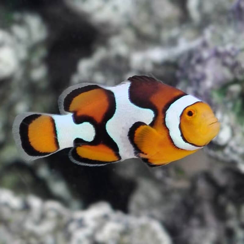 Pez Payaso Amphiprion percula Picasso | Criados en España | Safe Reef
